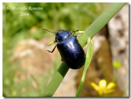 Un Crisomelino dal Parco Adamello Brenta